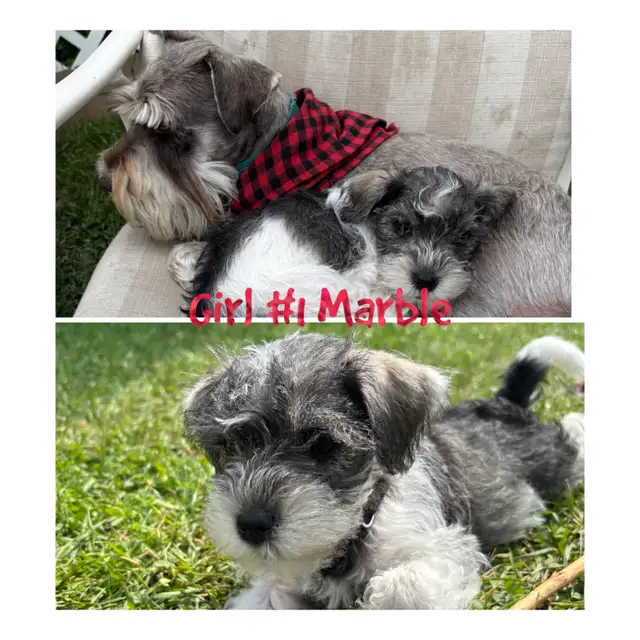 miniature schnauzer puppies ready now