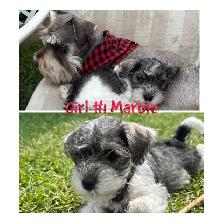 miniature schnauzer puppies ready now