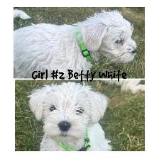 miniature schnauzer puppies ready now - Photo 2