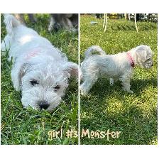miniature schnauzer puppies ready now - Photo 3