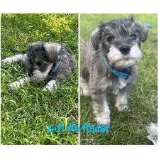 miniature schnauzer puppies ready now - Photo 4