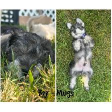 miniature schnauzer puppies ready now - Photo 5