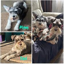 miniature schnauzer puppies ready now - Photo 6