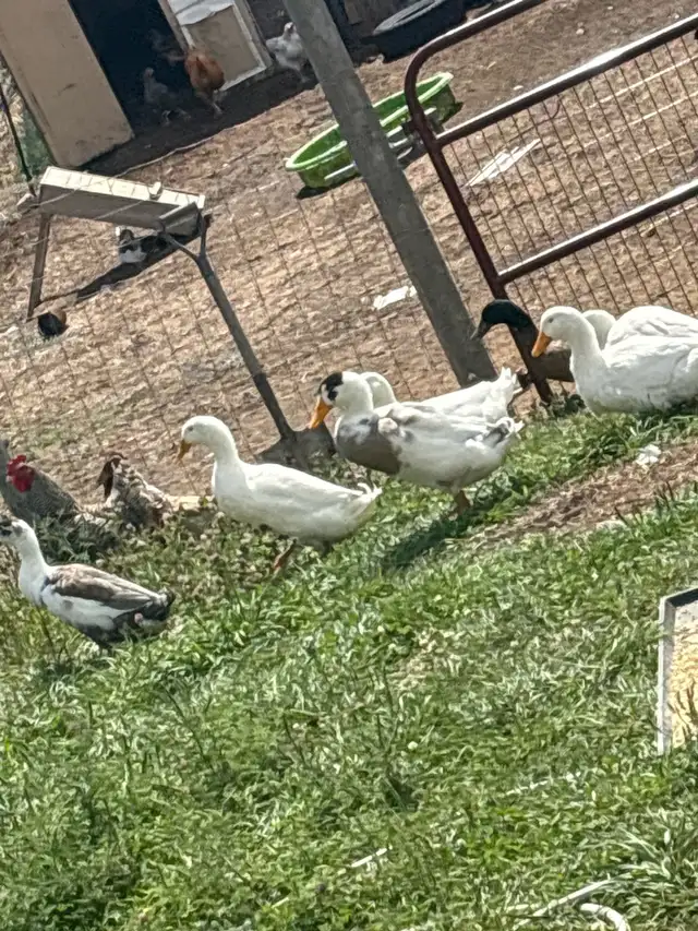 Indian runner ducks and a pair of bonded Muscovy ducks 40$
