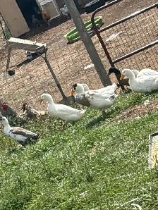 Indian runner ducks and a pair of bonded Muscovy ducks 40$