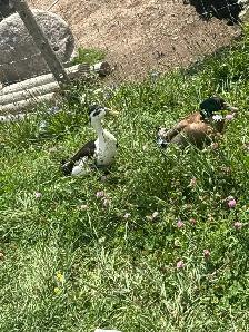 Indian runner ducks and a pair of bonded Muscovy ducks 40$ - Photo 2