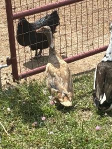 Indian runner ducks and a pair of bonded Muscovy ducks 40$ - Photo 3