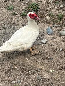 Indian runner ducks and a pair of bonded Muscovy ducks 40$ - Photo 4