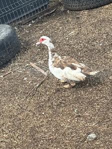 Indian runner ducks and a pair of bonded Muscovy ducks 40$ - Photo 5