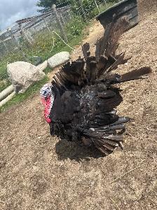 full grown turkeys  breeding trio 150$ 1 .5 myear old