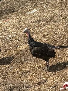 full grown turkeys  breeding trio 150$ 1 .5 myear old - Photo 2