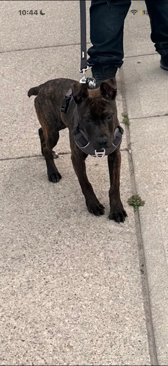 REHOMING PUP ASAP