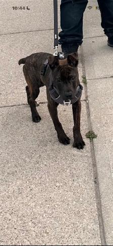 REHOMING PUP ASAP