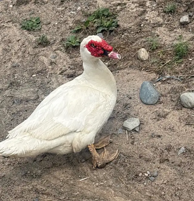 bonded Muscovy pair $40 Martin and Louise