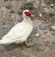 bonded Muscovy pair $40 Martin and Louise