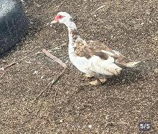 bonded Muscovy pair $40 Martin and Louise - Photo 2
