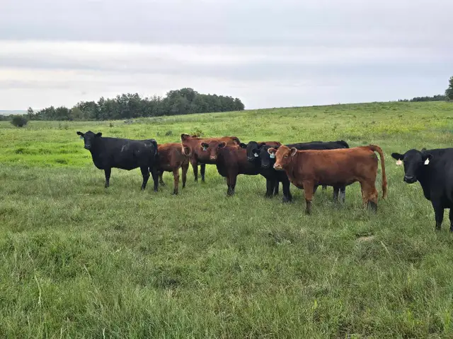 Bred hfrs