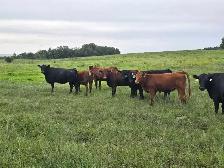 Bred hfrs