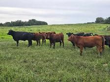Bred hfrs - Photo 2