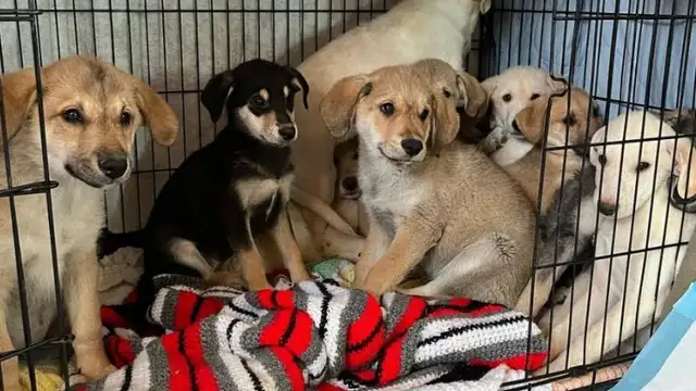 Chiot à Donner