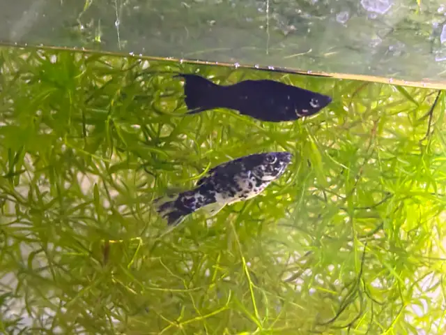 5 youngish adult Lyretail DALMATION MOLLIES – $20 for all
