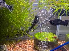 5 youngish adult Lyretail DALMATION MOLLIES – $20 for all - Photo 3