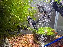 5 youngish adult Lyretail DALMATION MOLLIES – $20 for all - Photo 4