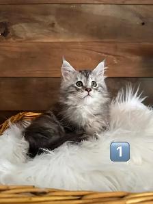 Chatons Maine Coon