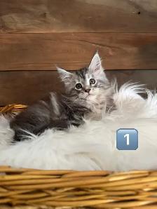 Chatons Maine Coon - Photo 2