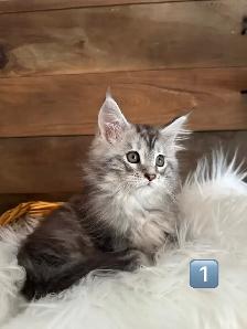 Chatons Maine Coon - Photo 3