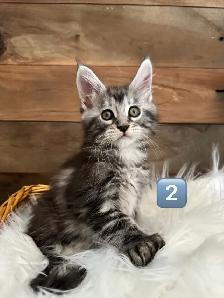 Chatons Maine Coon - Photo 4