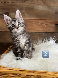 Chatons Maine Coon - Photo 5