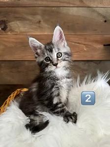 Chatons Maine Coon - Photo 6