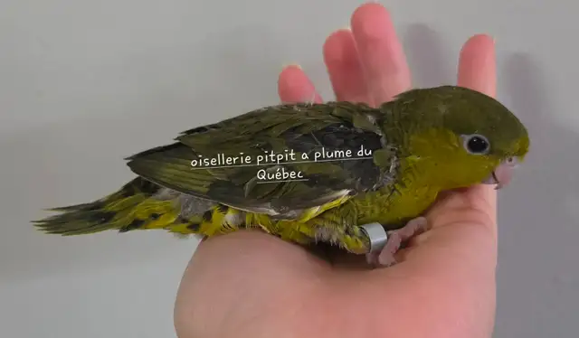 Oiseaux touis Catherine