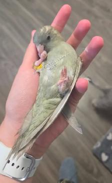 Oiseaux touis Catherine - Photo 2