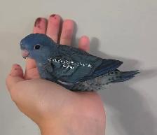 Oiseaux touis Catherine - Photo 3