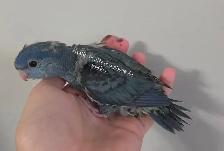 Oiseaux touis Catherine - Photo 4