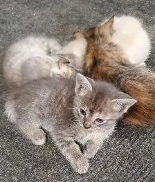 Kittens For Rehoming !