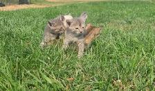 Kittens For Rehoming ! - Photo 2