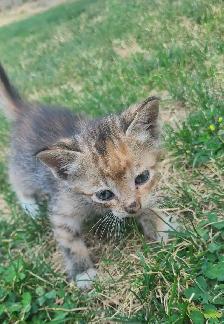 Kittens For Rehoming ! - Photo 3