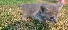 Kittens For Rehoming ! - Photo 4
