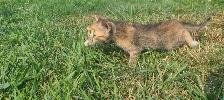 Kittens For Rehoming ! - Photo 5