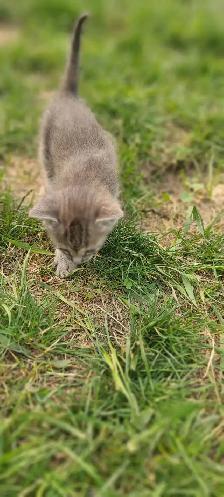 Kittens For Rehoming ! - Photo 6