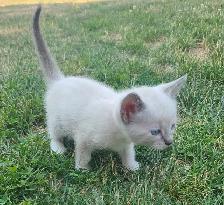 Kittens For Rehoming ! - Photo 7