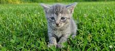 Kittens For Rehoming ! - Photo 8