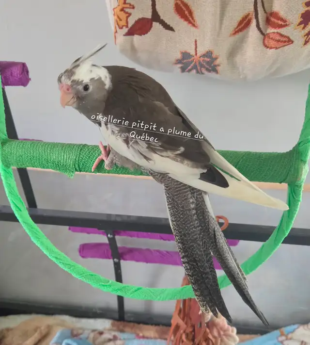 Oiseaux cockatiel