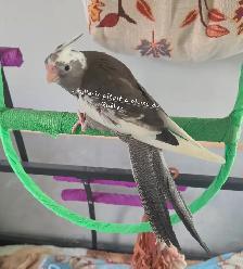 Oiseaux cockatiel