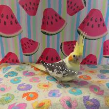 Oiseaux cockatiel - Photo 3