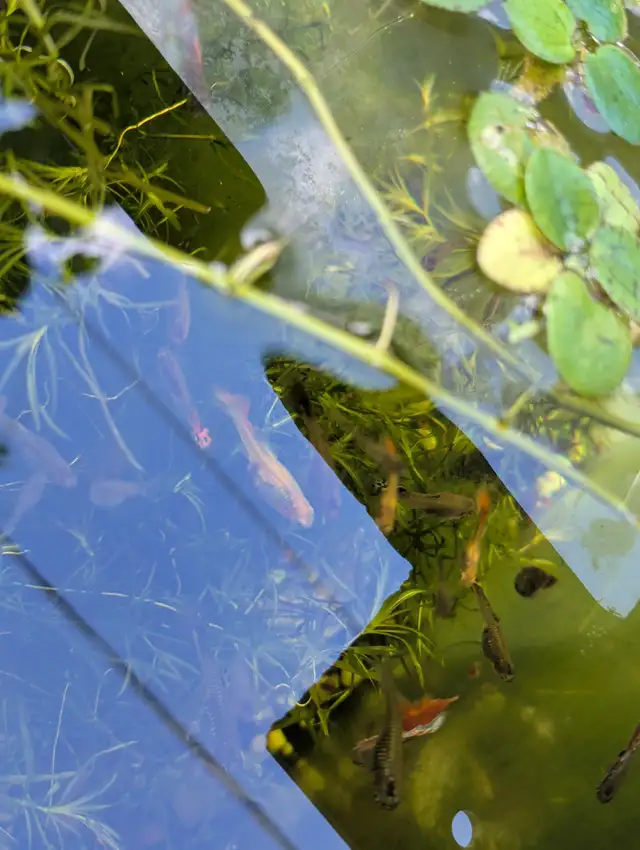 Used Fish Tank, Guppies and Water Lily