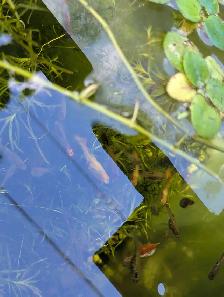 Used Fish Tank, Guppies and Water Lily